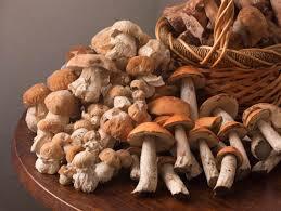 Mushroom-9